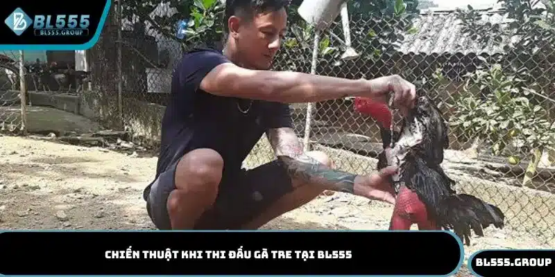 Chiến thuật khi thi đấu gà tre tại BL555 cho thành viên