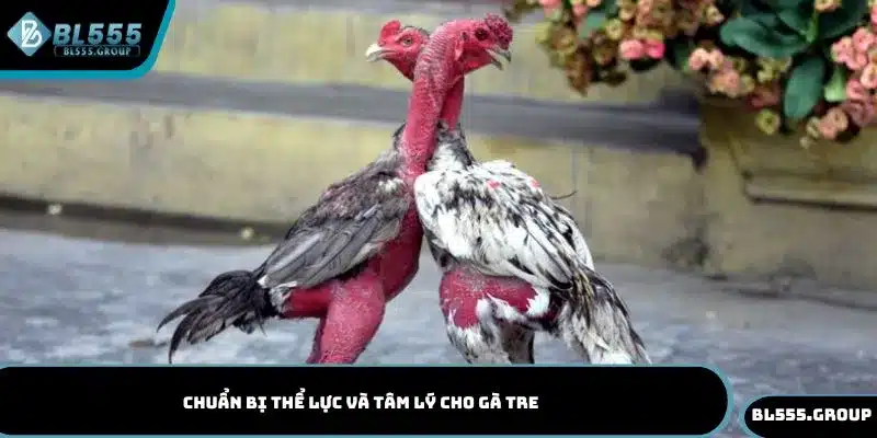 Chuẩn bị thể lực và tâm lý cho gà tre trước khi thi đấu